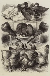 Prize Fowls, Ducks, and Pigeons at the Crystal Palace Poultry Show